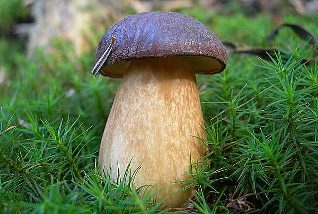 Le  meraviglie della foresta
